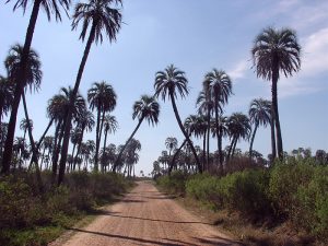 Parque Nacional el Palmar