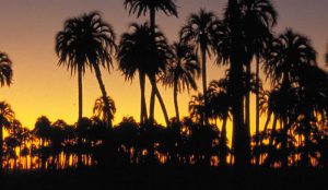 Las palmeras